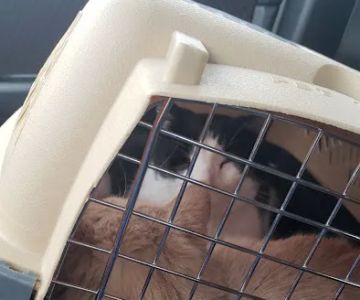 Med City Animal Hospital
