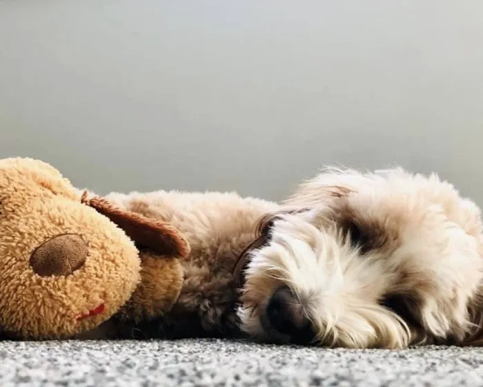 Med City Animal Hospital 12