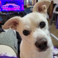Broadway Veterinary Hospital ico
