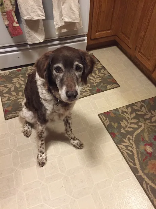 River Hills Pet Care Hospital 5