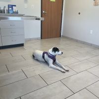 Minnesota Valley Pet Hospital ico