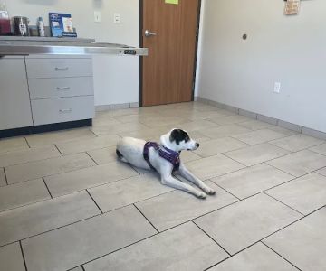 Minnesota Valley Pet Hospital