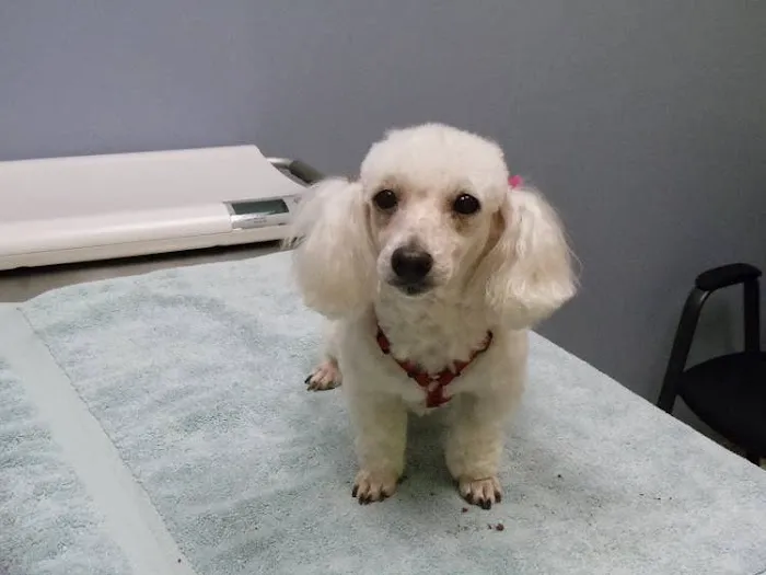 North Mankato Animal Hospital 4