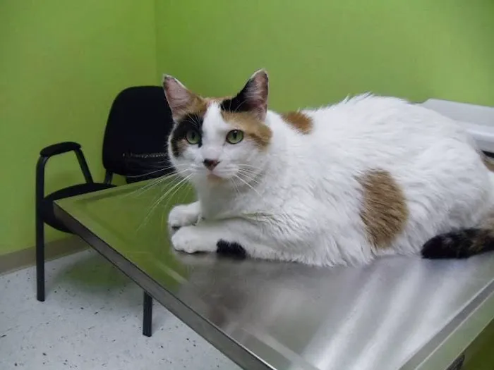 North Mankato Animal Hospital 3