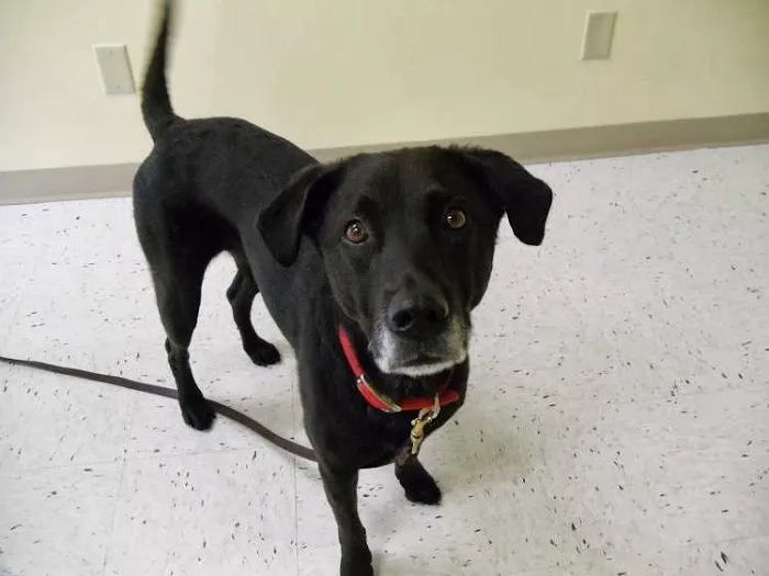 North Mankato Animal Hospital 9