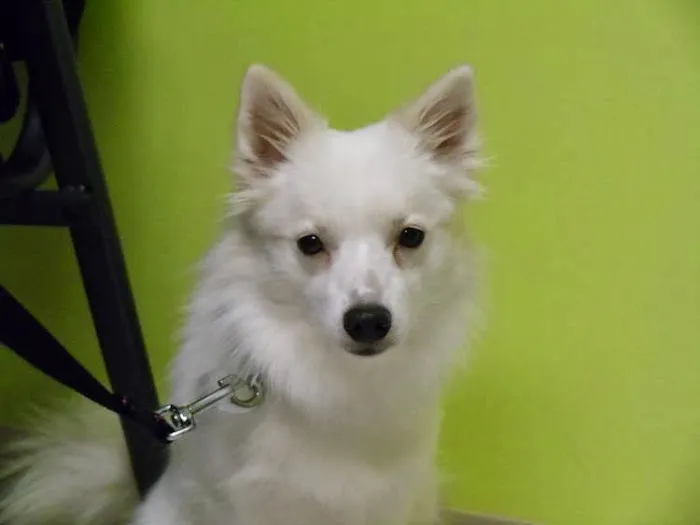 North Mankato Animal Hospital 1