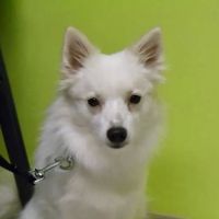 North Mankato Animal Hospital ico