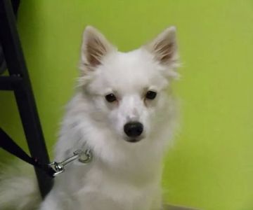 North Mankato Animal Hospital