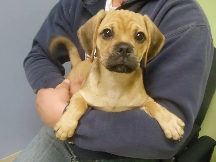 North Mankato Animal Hospital 10