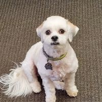 Nicollet Veterinary Clinic ico
