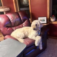 Summers Ridge Veterinary Clinic ico
