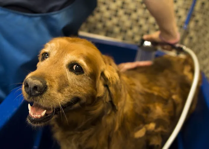 Summers Ridge Veterinary Clinic 12