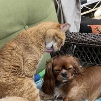 Kimball Veterinary Clinic ico
