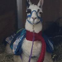 Ohio State University Large Animal Services ico
