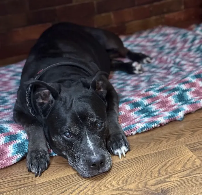 Woodside Veterinary Hospital 12