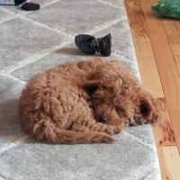 Woodside Veterinary Hospital ico