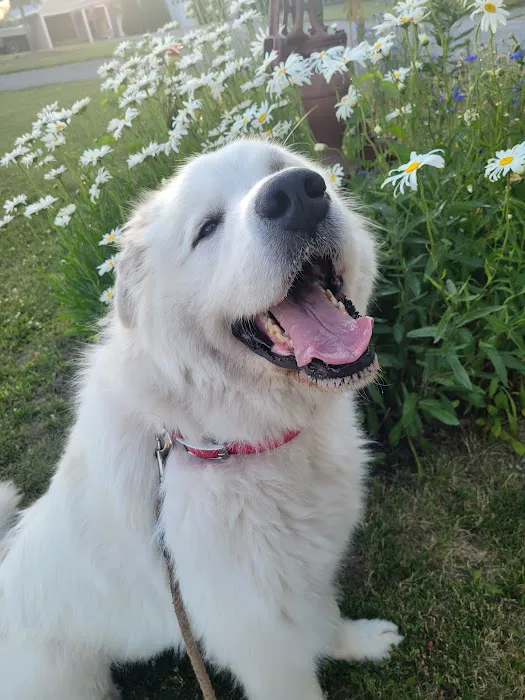 Marysville Animal Care Center 12