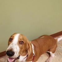 Marysville Animal Care Center ico