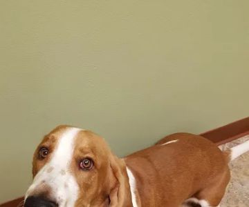 Marysville Animal Care Center