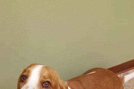 Marysville Animal Care Center