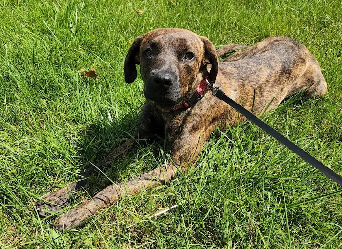Himler Veterinary Services LLC 12