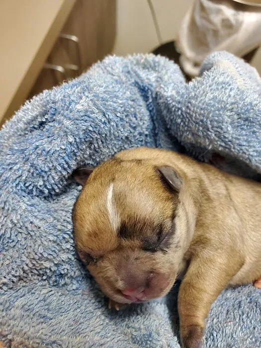 Maple Run Veterinary Clinic LLC 9