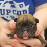 Maple Run Veterinary Clinic LLC ico