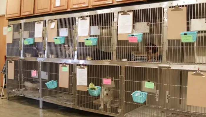 Oberlin Animal Hospital 8