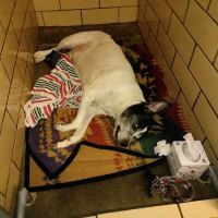 Elyria Animal Hospital ico