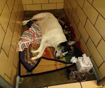 Elyria Animal Hospital