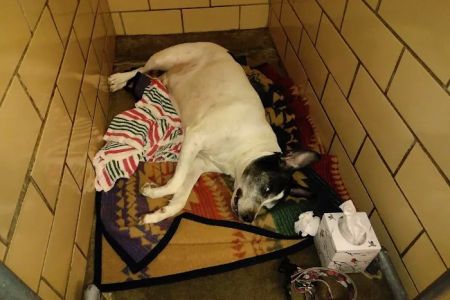 Elyria Animal Hospital