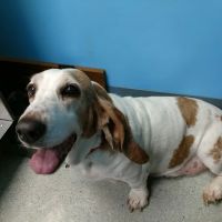 Fox Veterinary Hospital ico