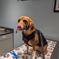 Ridgeville Animal Hospital ico