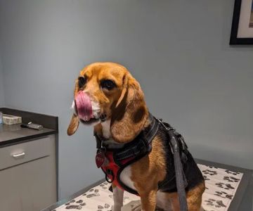 Ridgeville Animal Hospital