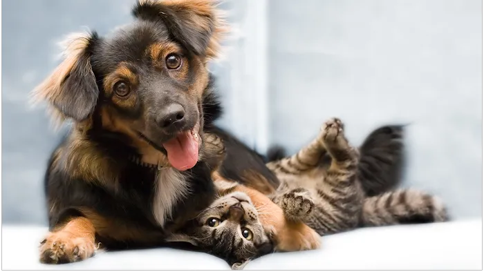 Avon Animal Hospital 12