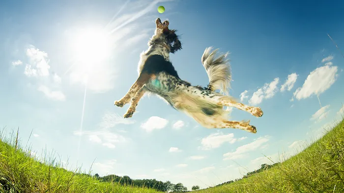 Avon Animal Hospital 12