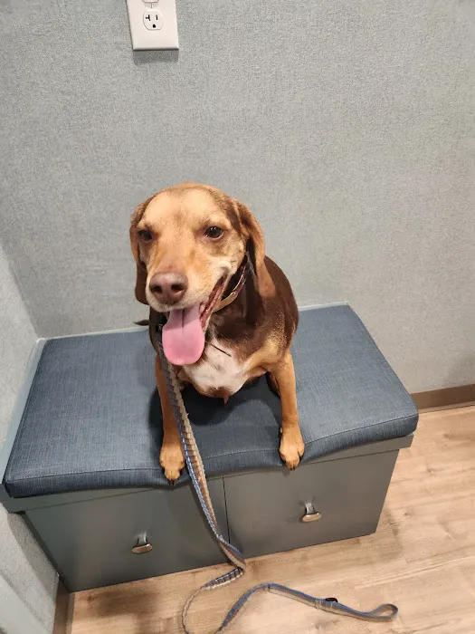 Avon Animal Hospital 12
