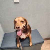 Avon Animal Hospital ico