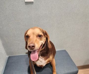 Avon Animal Hospital