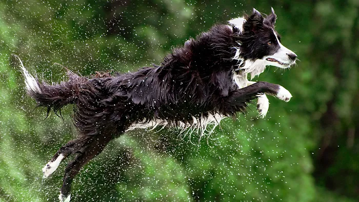 Avon Animal Hospital 12
