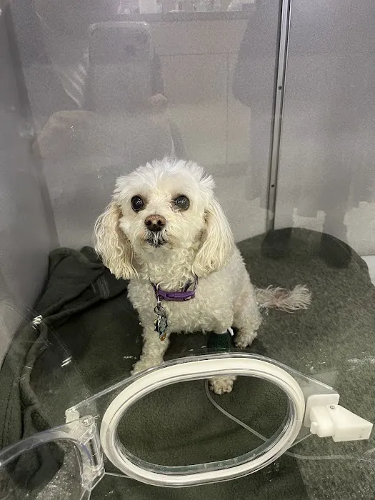 Animal Clinic Northview 12