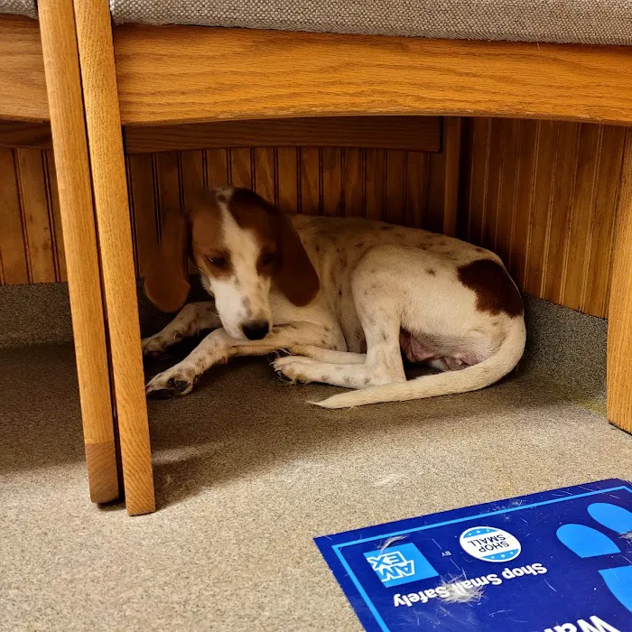 Laurie Animal Hospital 6