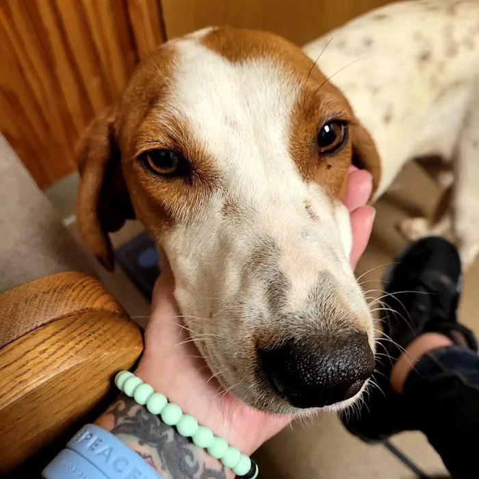 Laurie Animal Hospital 8