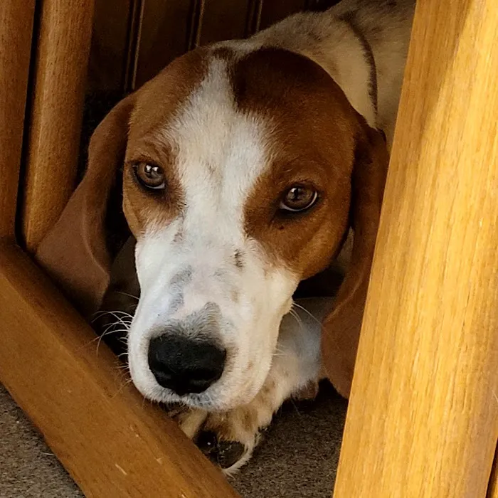 Laurie Animal Hospital 7