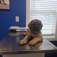 Lebanon Veterinary Clinic ico