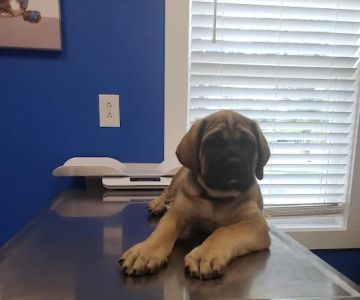 Lebanon Veterinary Clinic