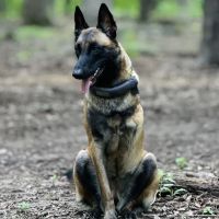 Terra Veterinary Services Inc ico