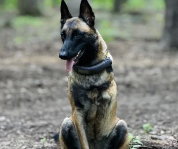 Terra Veterinary Services Inc