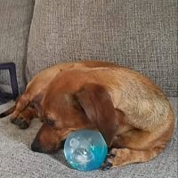 Howerton Animal Hospital llc ico