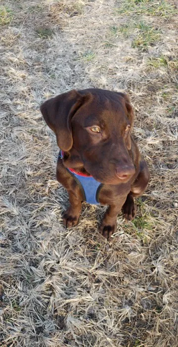 Howerton Animal Hospital llc 9